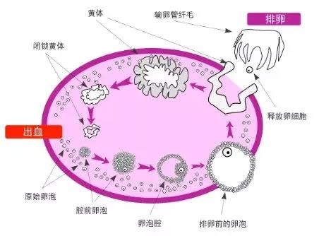 秋季好孕指南！速来领走~