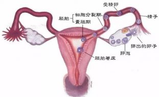 <b>微课笔记】莫让输卵管问题成了精卵相遇的拦路虎</b>